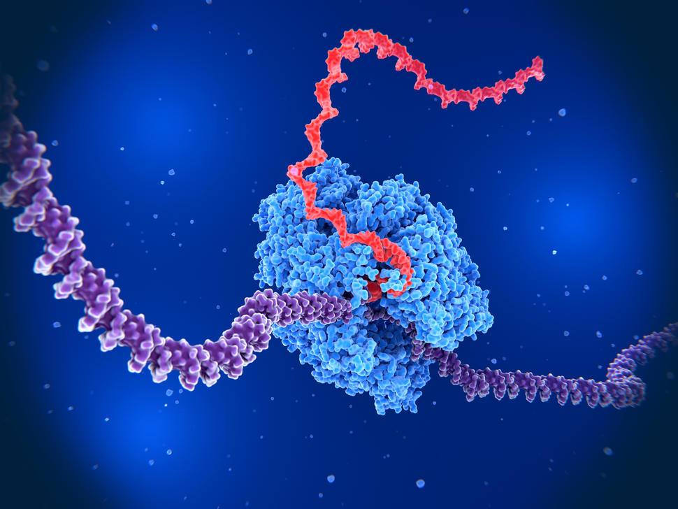 mrna istock.jpg
