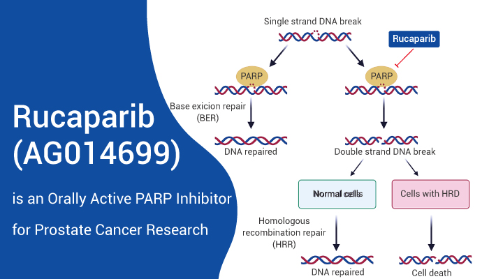 前列腺癌PARP-Inhibitor.jpg