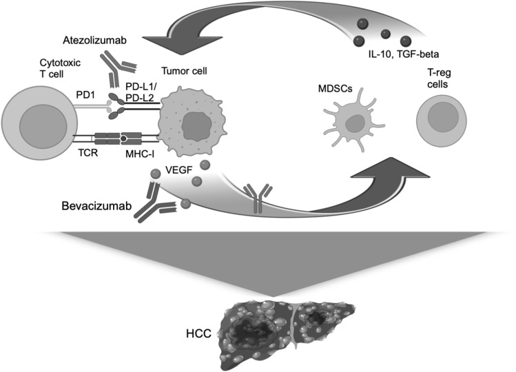 美国治疗晚期肝癌：生存期从10个月延长至20个月？2026最新疗法与真实费用解析