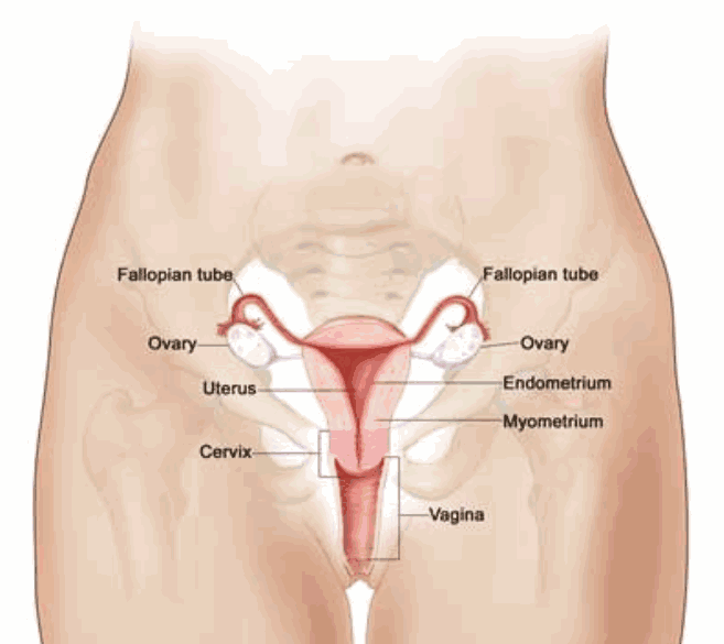 出国看病：2024-2025美国治疗子宫内膜癌创新疗法获取方式